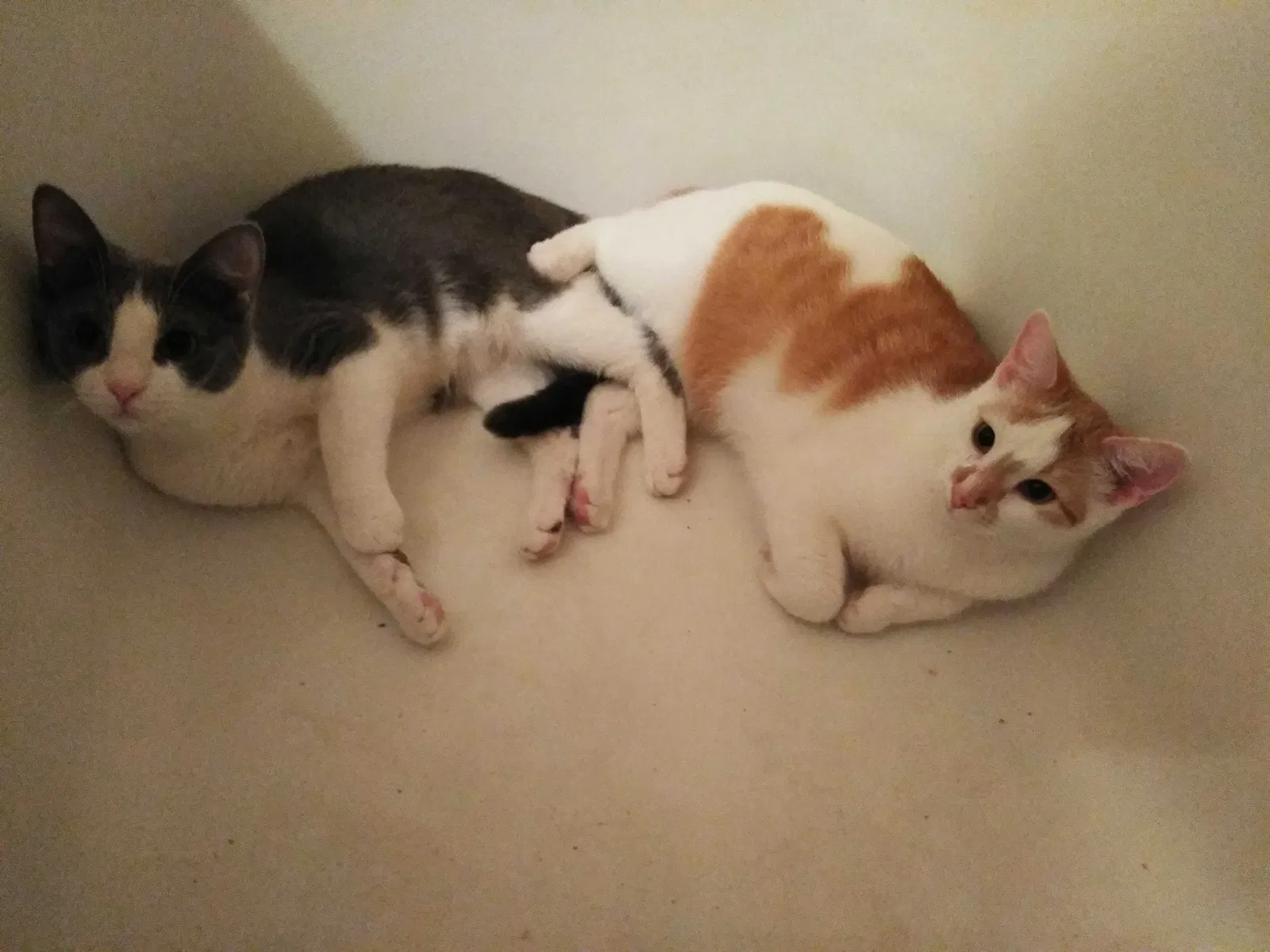 Lost cat in Greensboro, NC, 27408