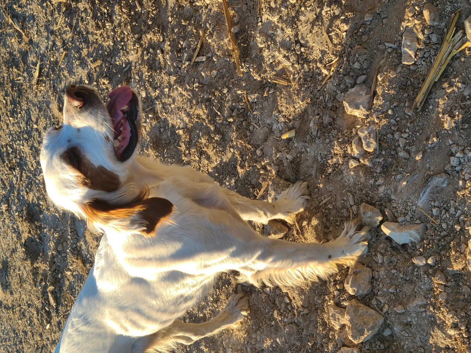 Lost dog in Theresa, WI, 53091