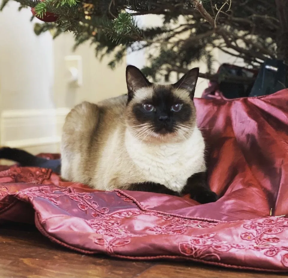 Lost cat in Jupiter, FL, 33458
