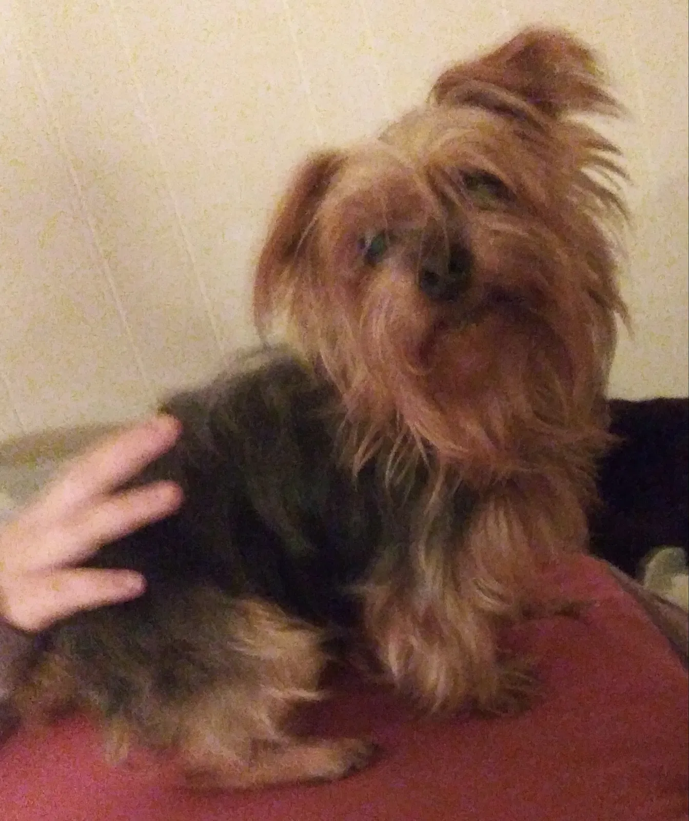 Lost dog in Wilmington, DE, 19801