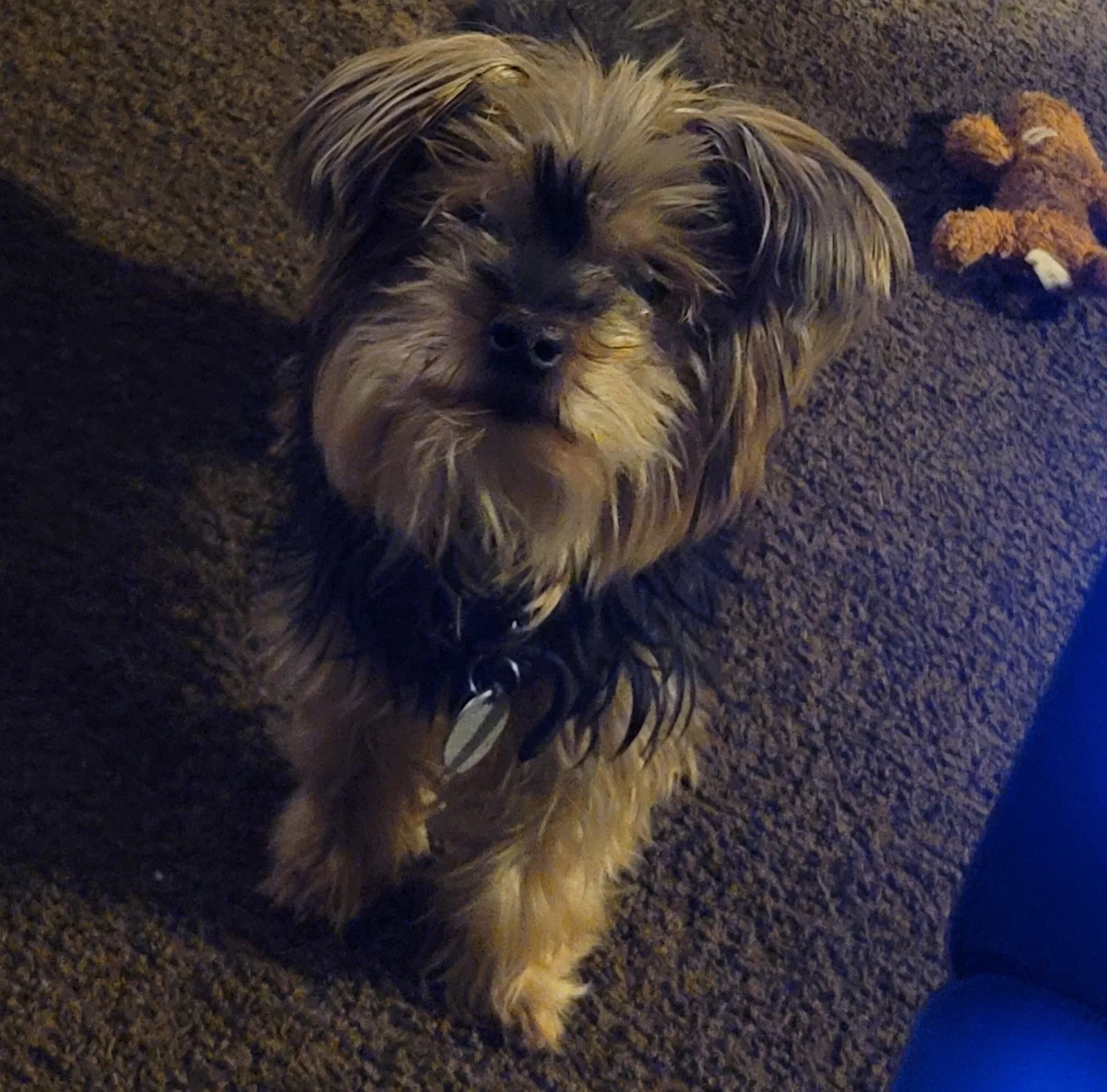 Lost dog in Saint Albans, NY, 11412