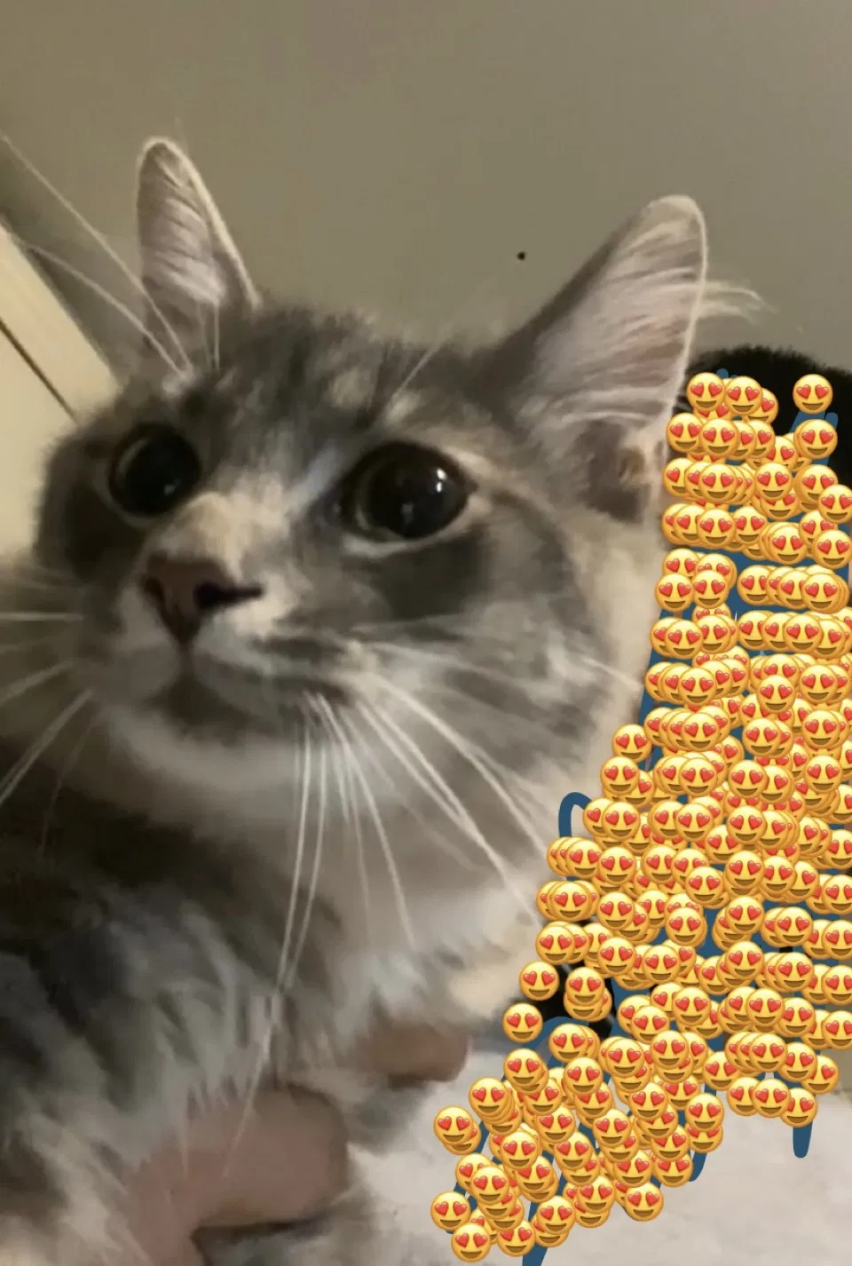 Lost cat in Indianapolis, IN, 46227