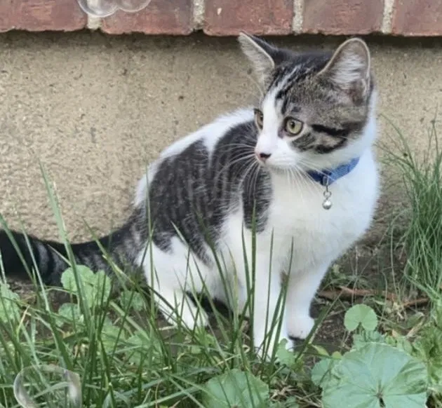 Lost cat in Kearny, NJ, 7032