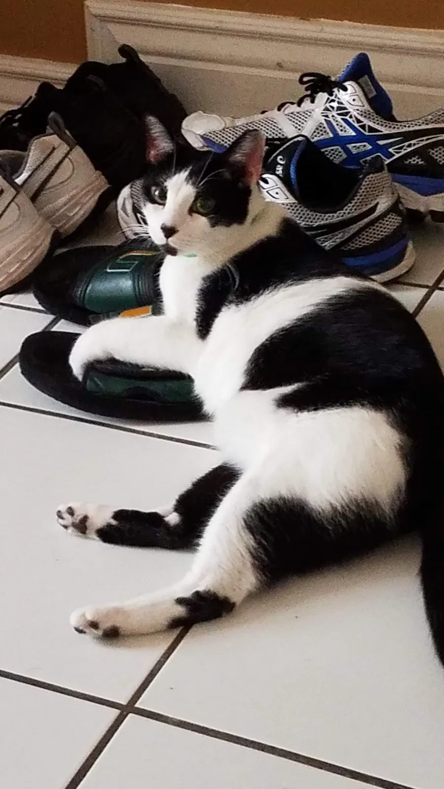 Lost cat in Miami, FL, 33186