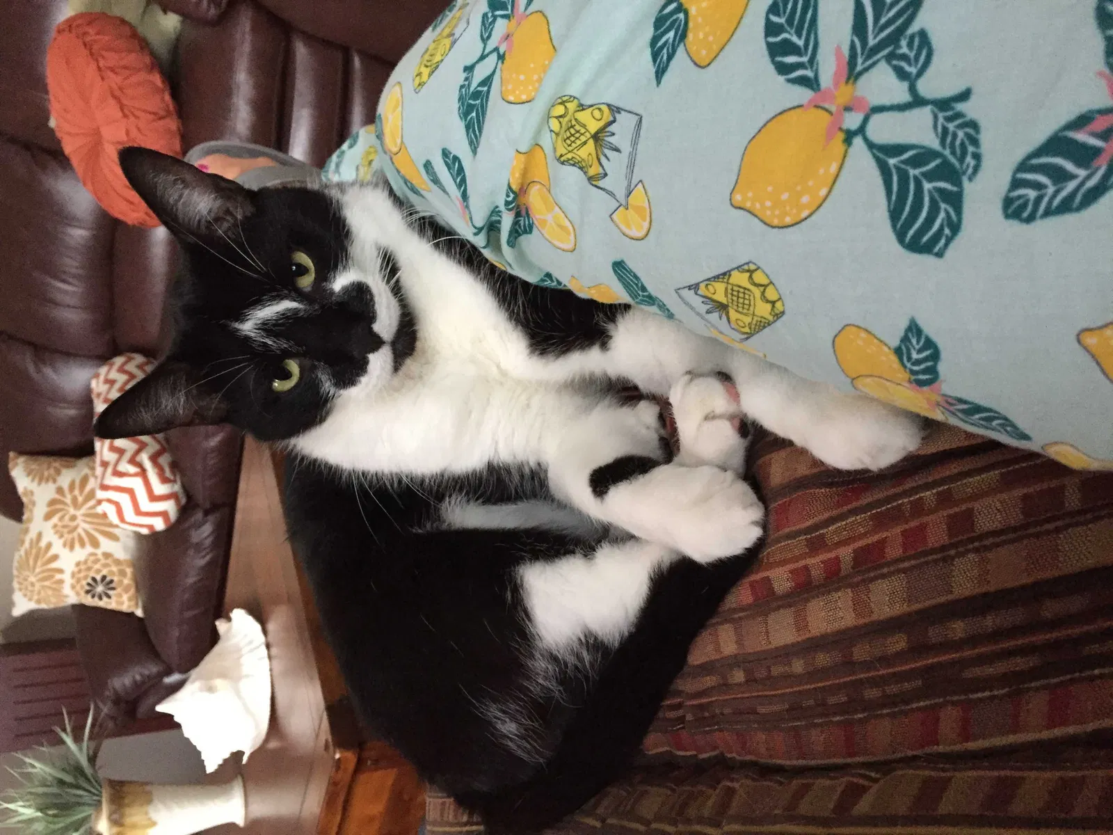 Lost cat in Lake Mary, FL, 32746