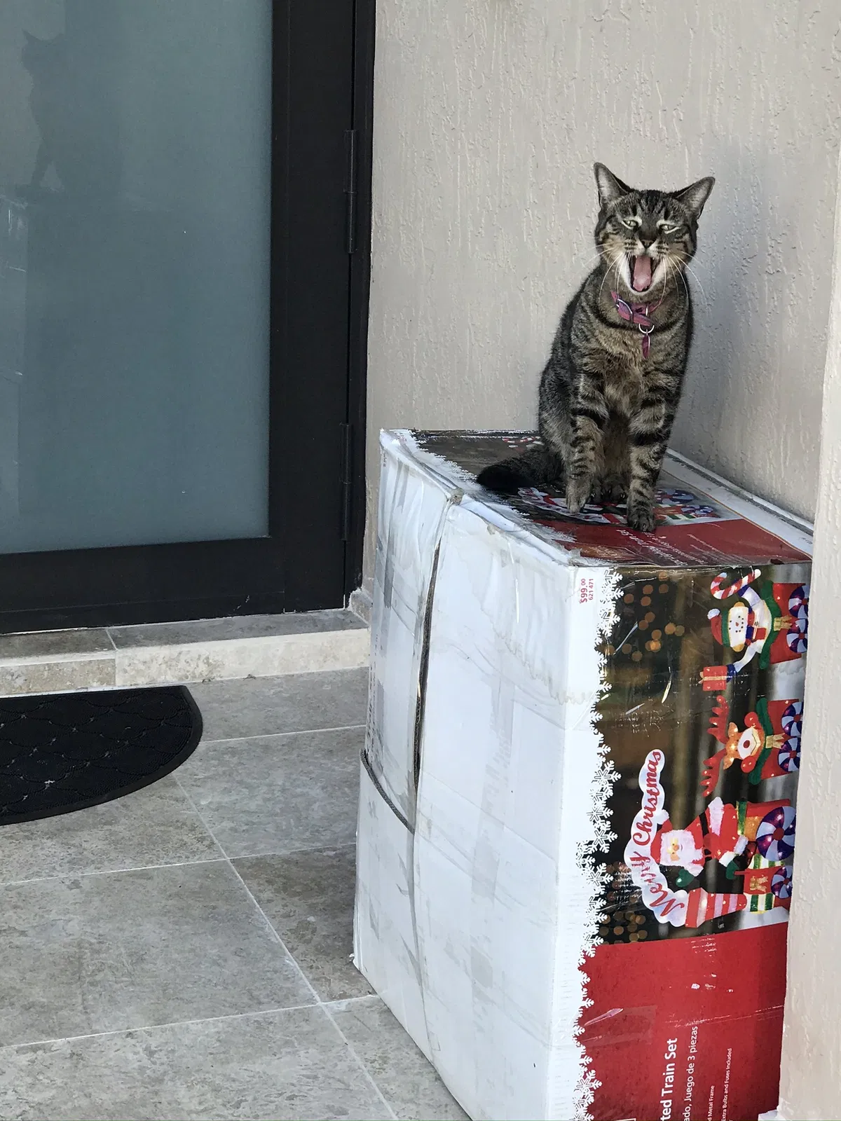 Lost cat in Miami, FL, 33196