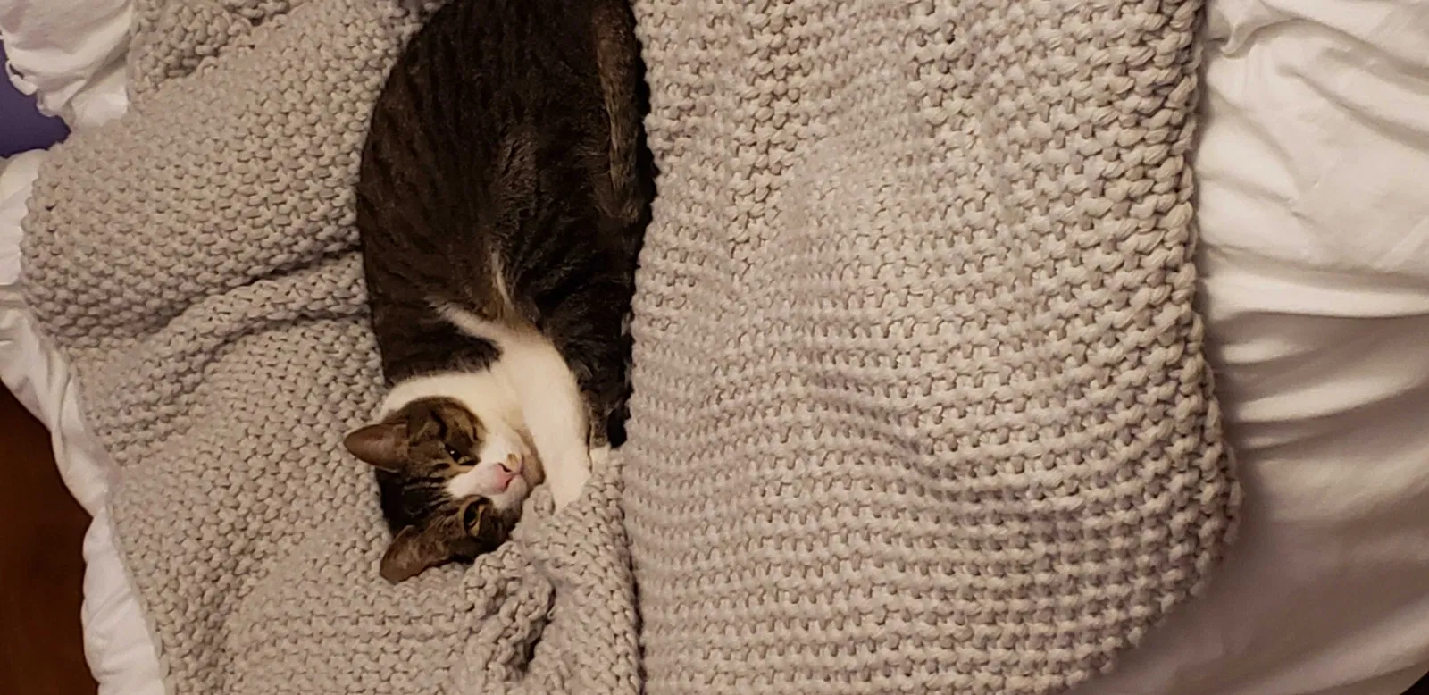Lost cat in Farmington, NY, 14425