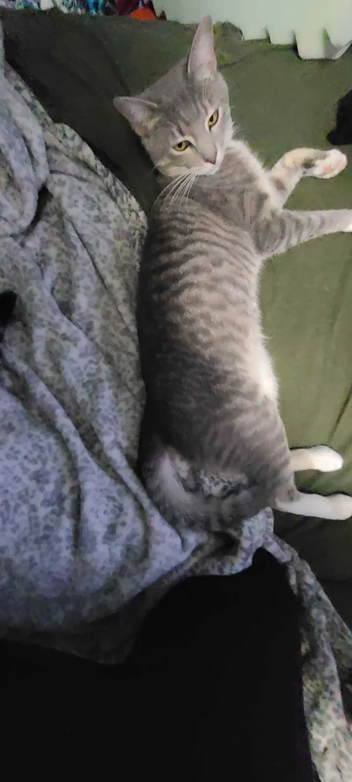 Lost cat in Springfield, OR, 97477