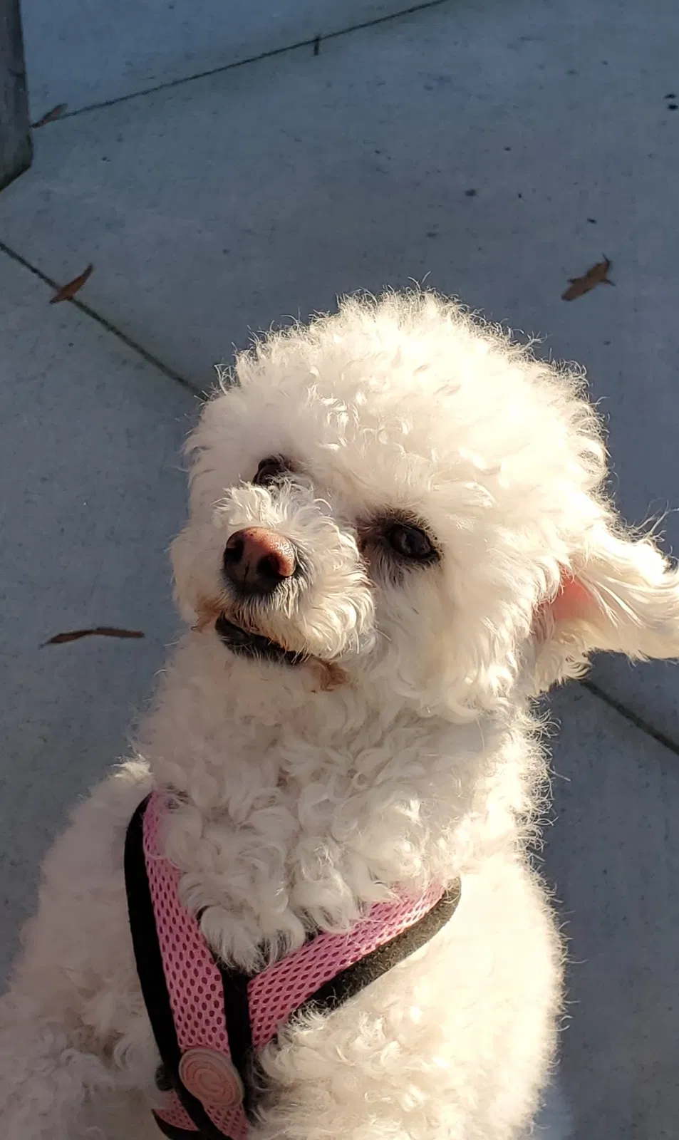 Lost dog in Chesapeake, VA, 23322