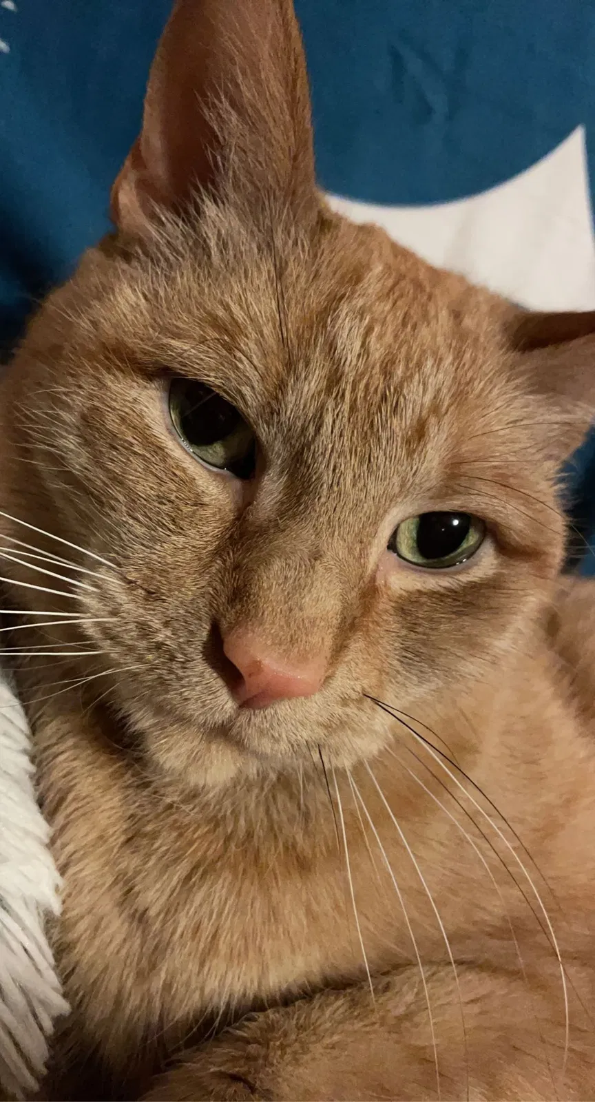 Lost cat in Saint Louis, MO, 63141