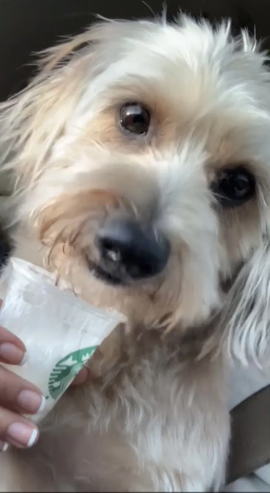 Lost dog in Dallas, TX, 75228