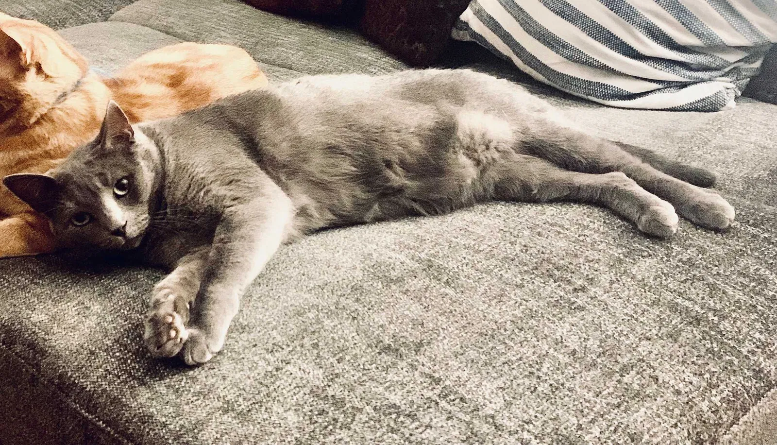Lost cat in Menifee, CA, 92584