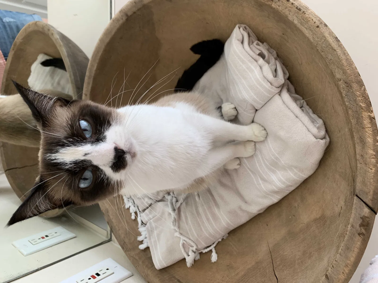 Lost cat in Land O Lakes, FL, 34639