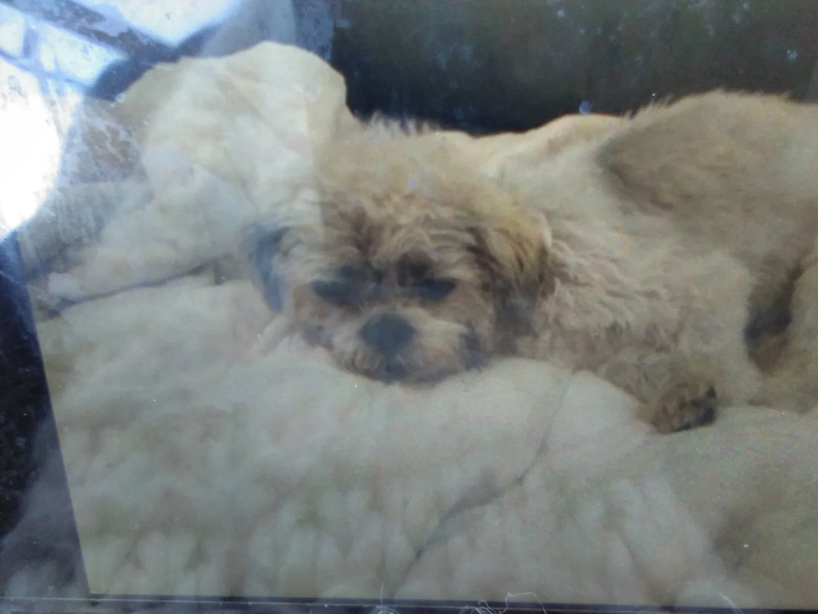 Lost dog in Los Angeles, CA, 90046