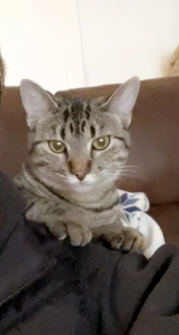 Lost cat in Springtown, TX, 76082