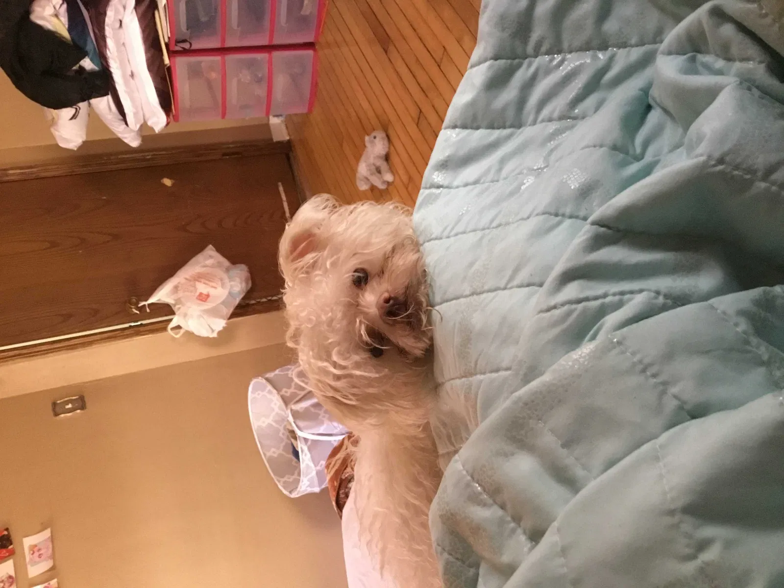 Lost dog in Milwaukee, WI, 53218