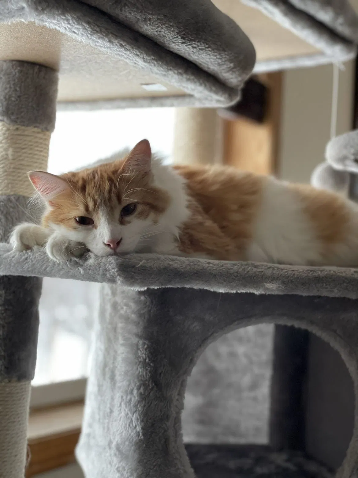Lost cat in Isanti, MN, 55040