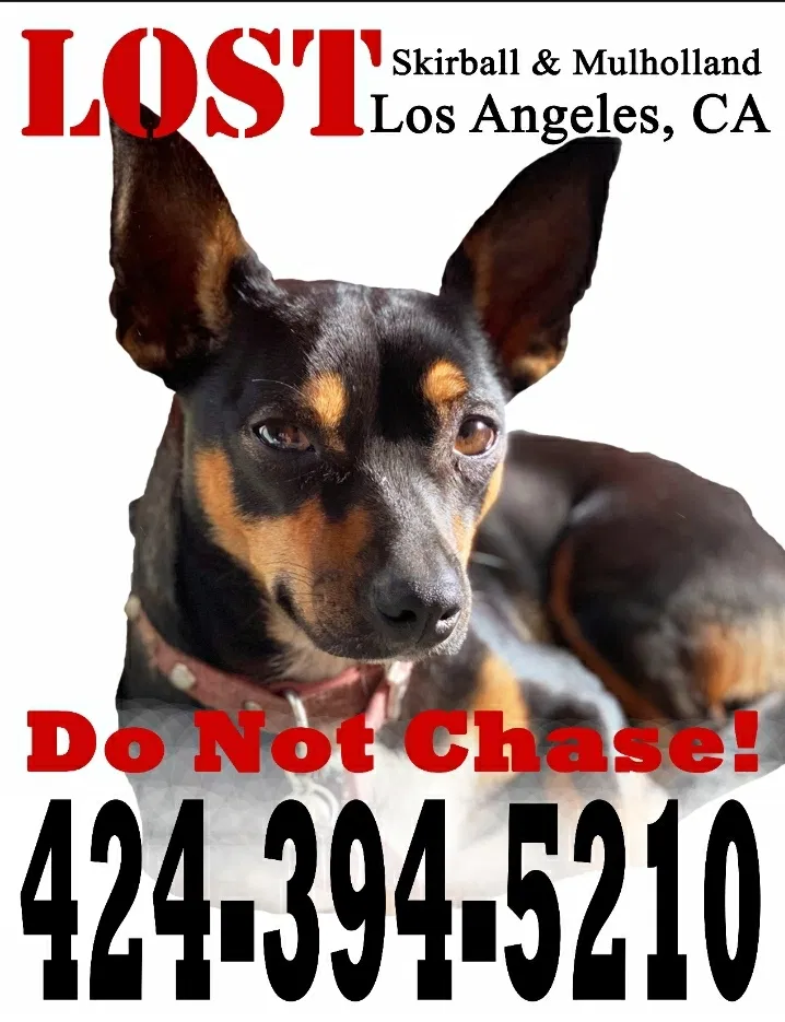 Lost dog in Los Angeles, CA, 90049