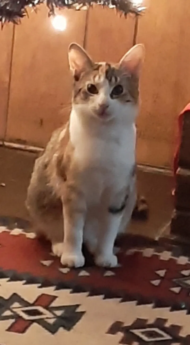 Lost cat in Laurinburg, NC, 28352