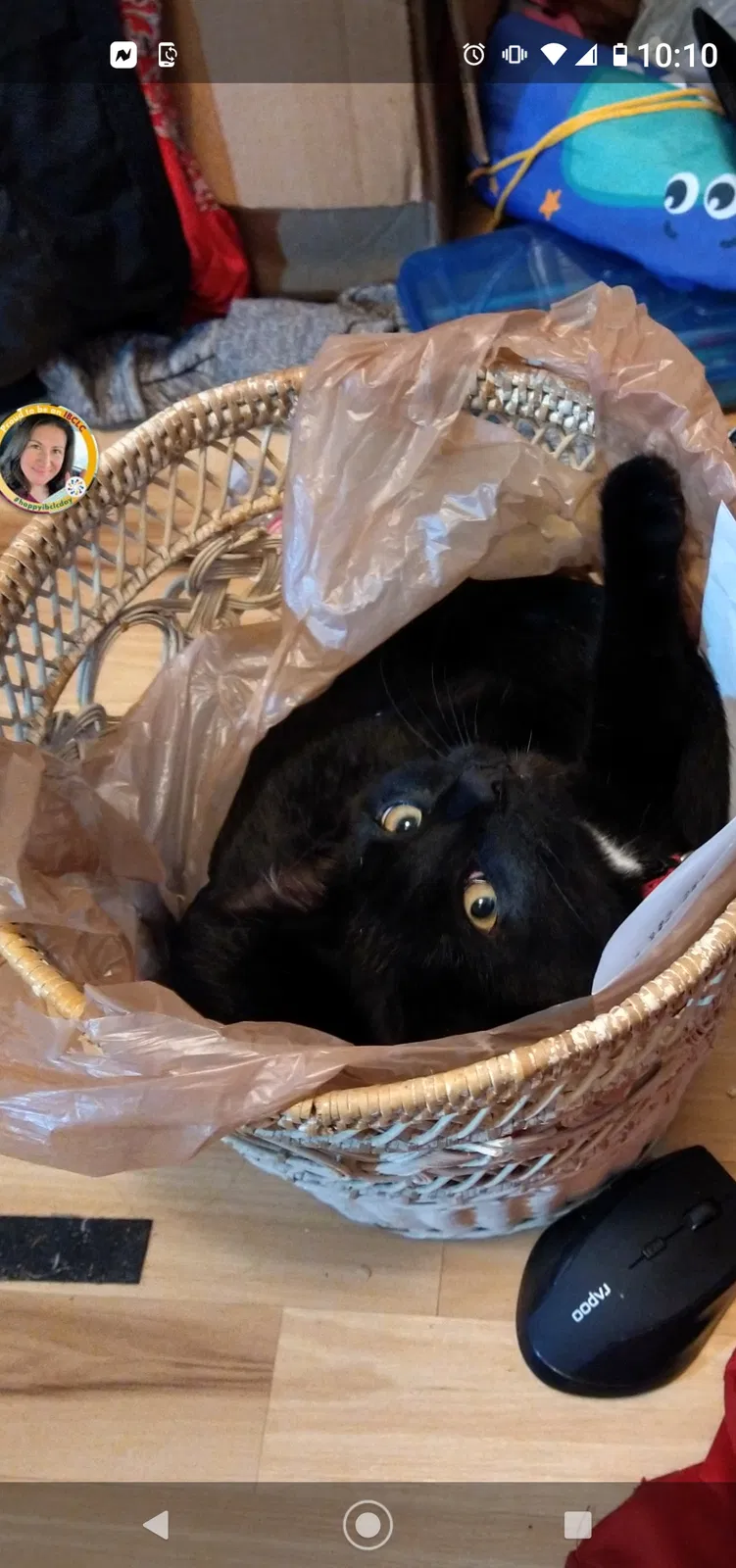 Lost cat in Lacey, WA, 98503