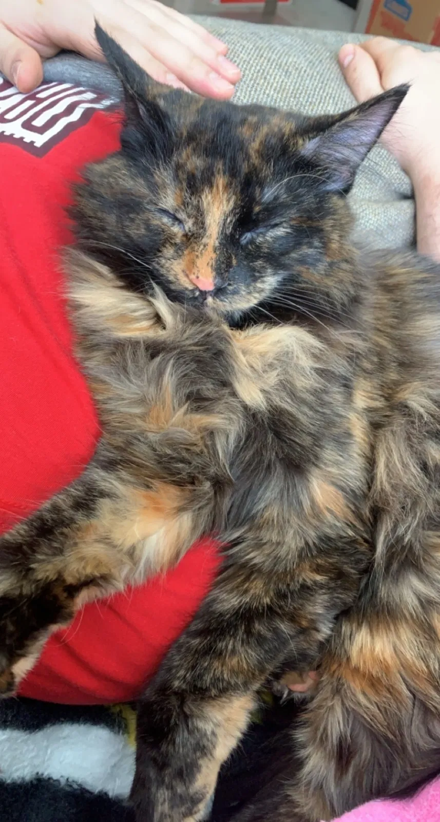 Lost cat in Johnstown, CO, 80534