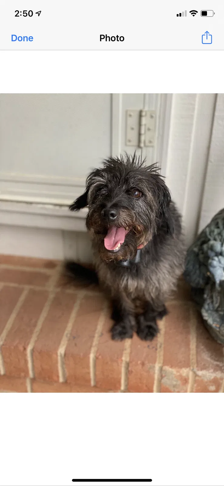 Lost dog in Matthews, NC, 28105
