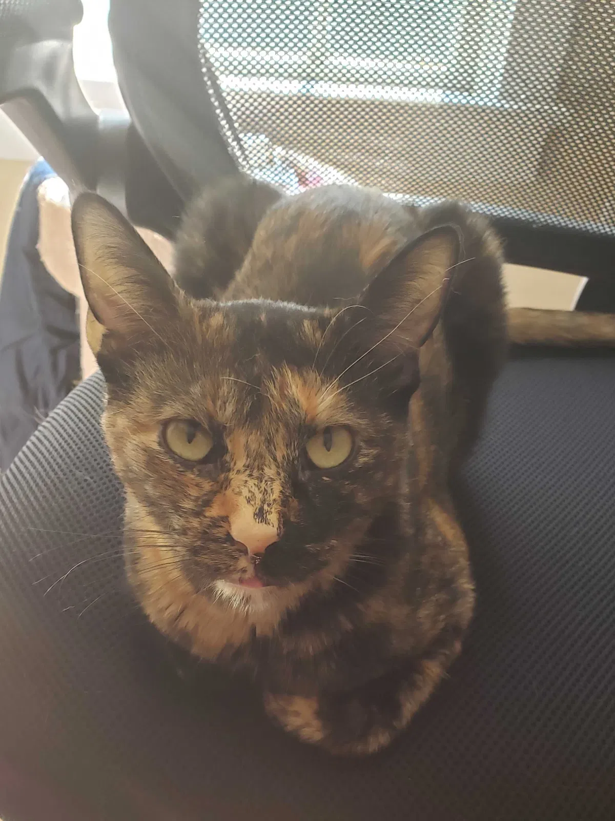 Lost cat in Harrodsburg, KY, 40330