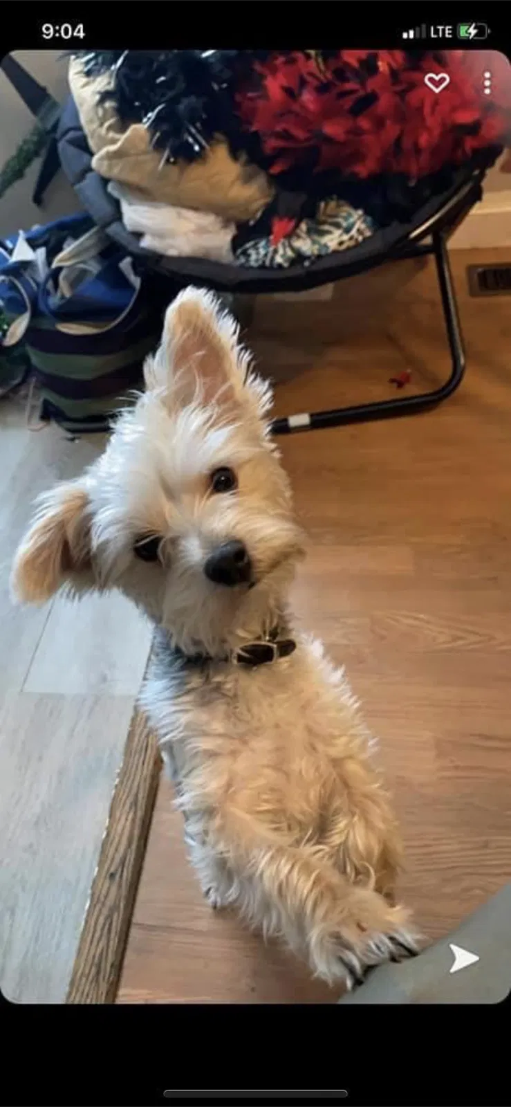 Lost dog in Joliet, IL, 60436