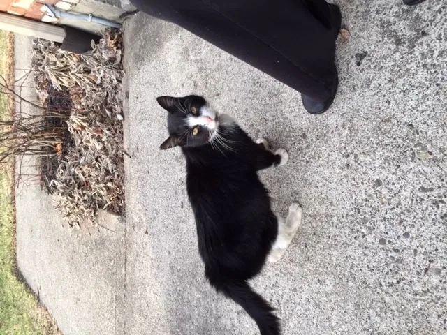 Found cat in Cincinnati, OH, 45244