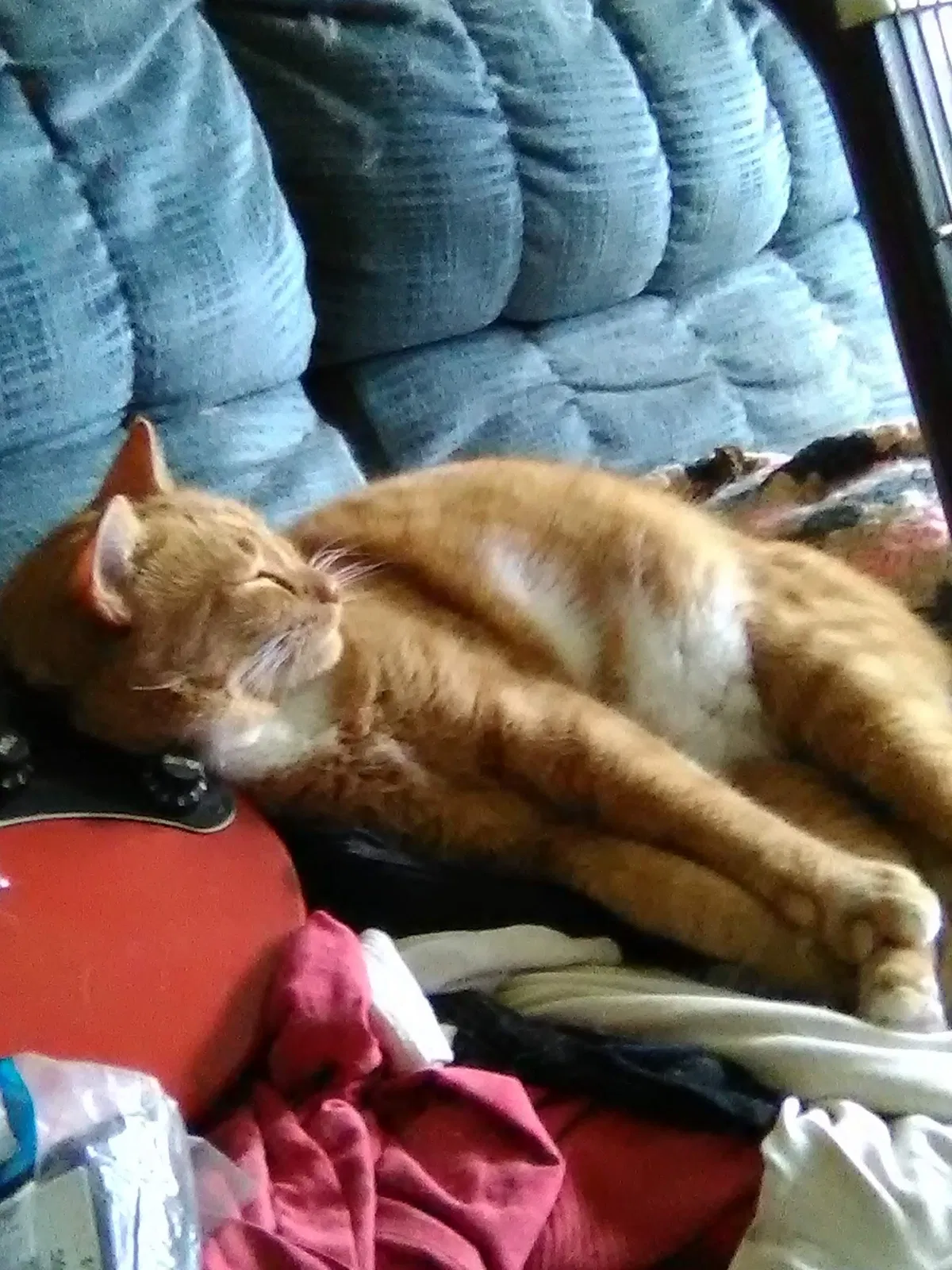 Lost cat in Rochester, NY, 14609