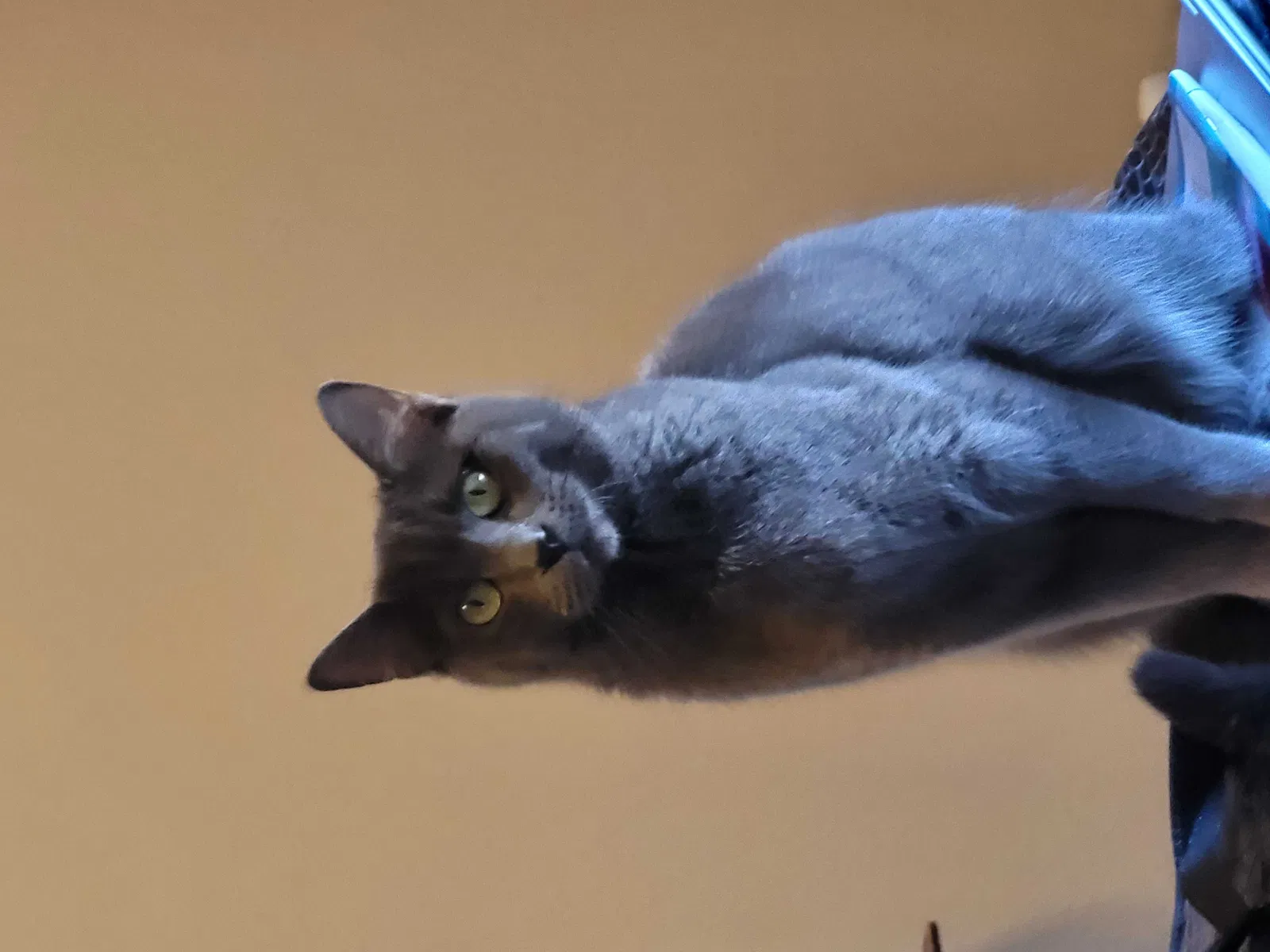 Lost cat in Andover, KS, 67002