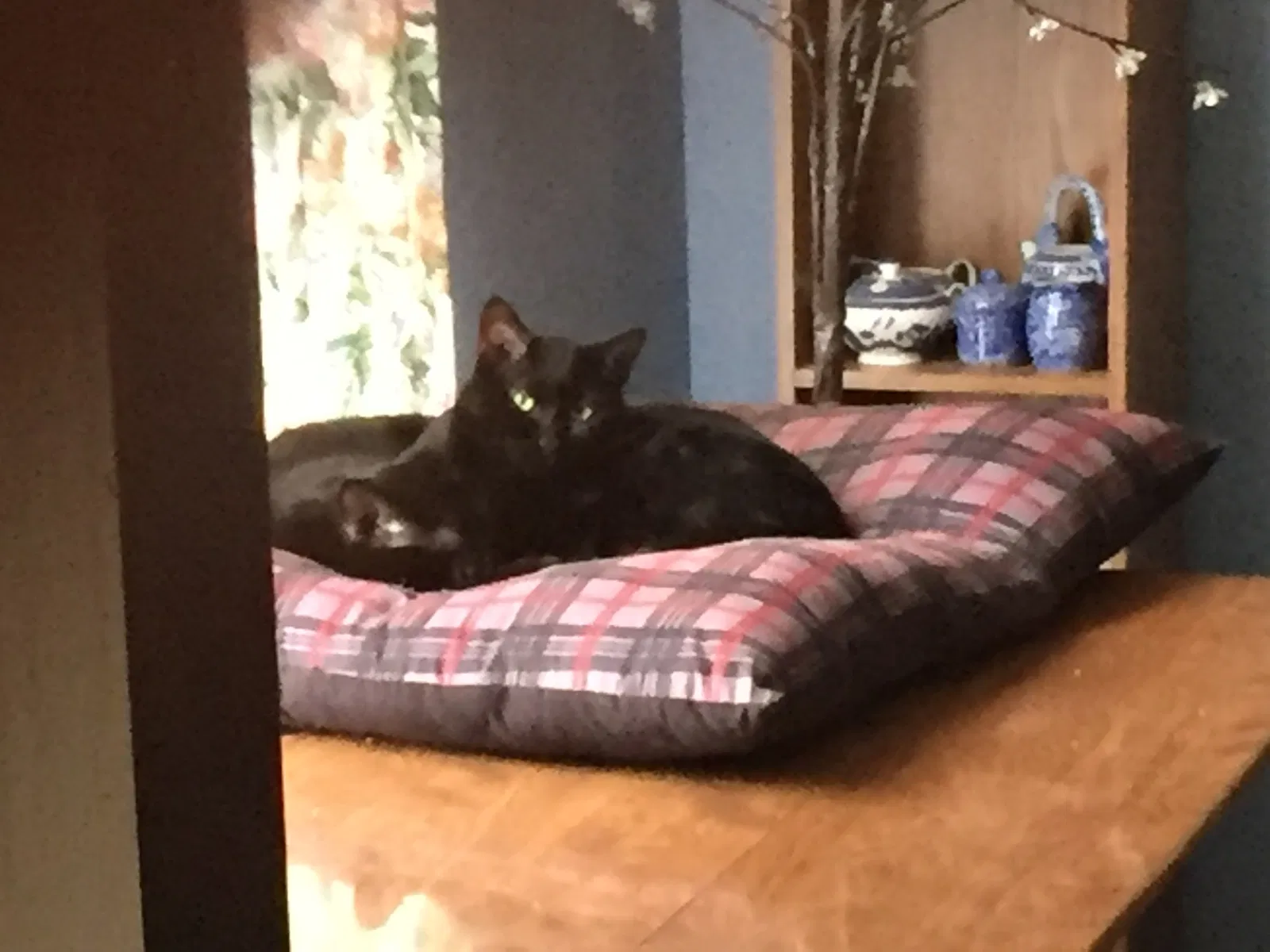 Lost cat in Greenwood, IN, 46143