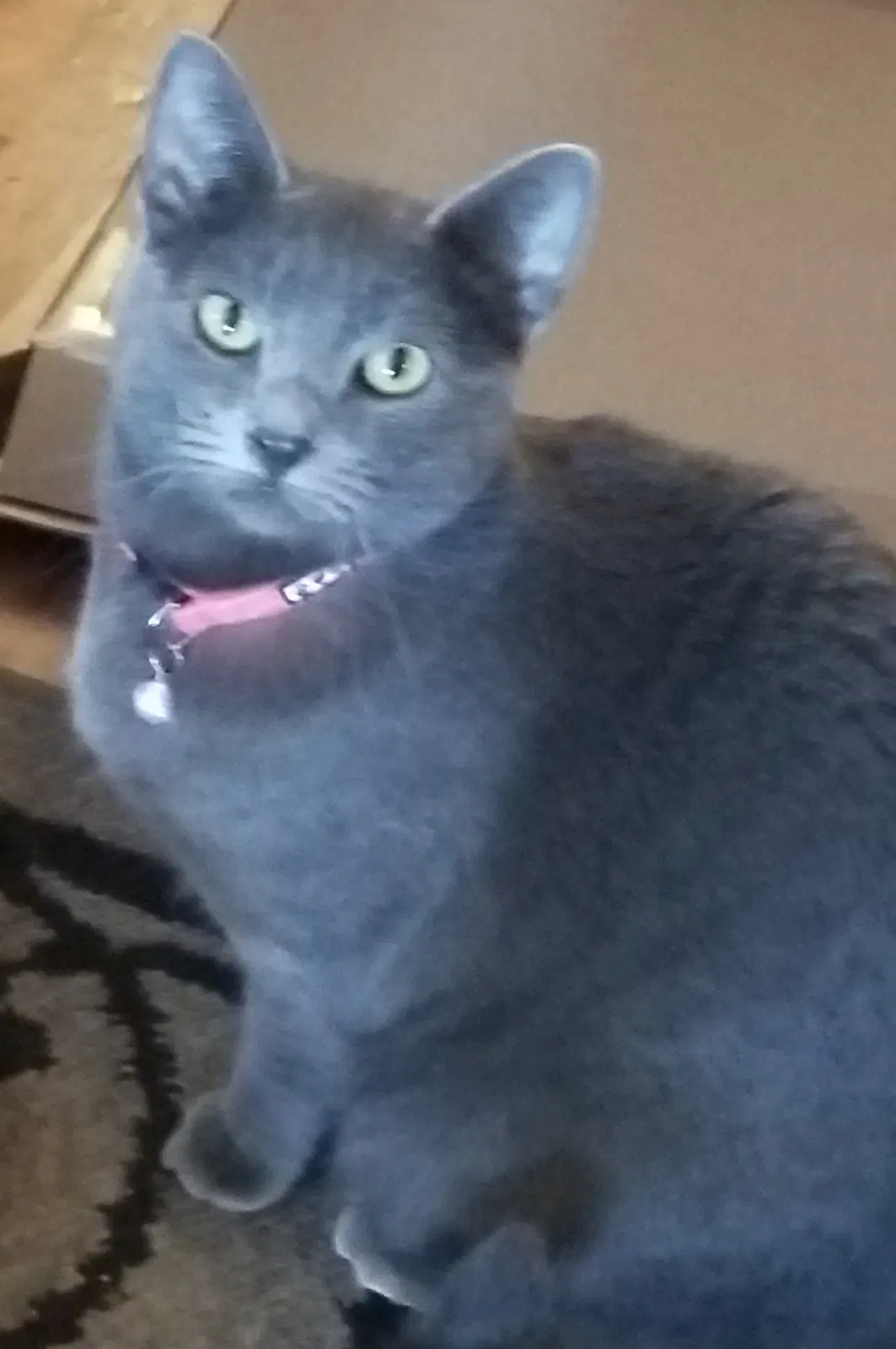 Lost cat in Denver, CO, 80219