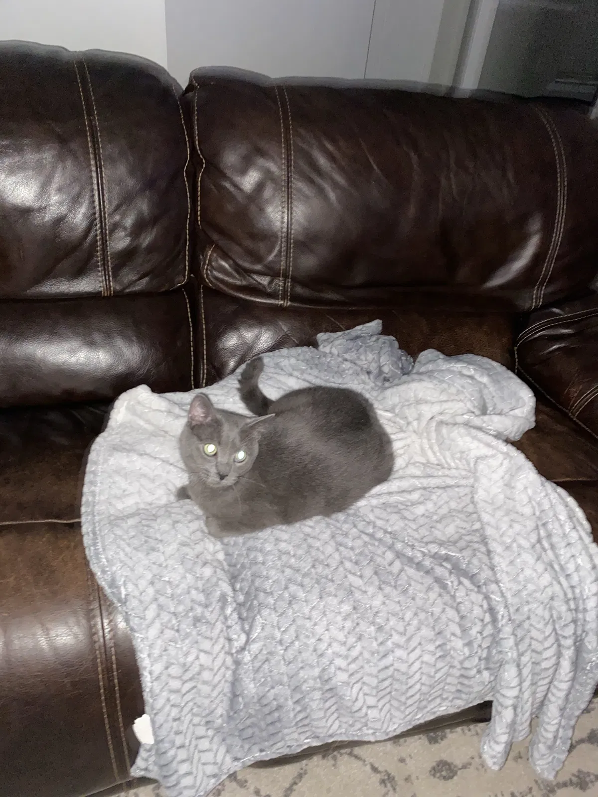 Lost cat in Jacksonville, FL, 32225