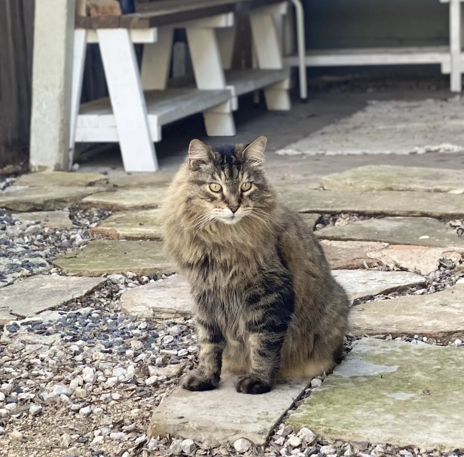 Lost cat in Austin, TX, 78758