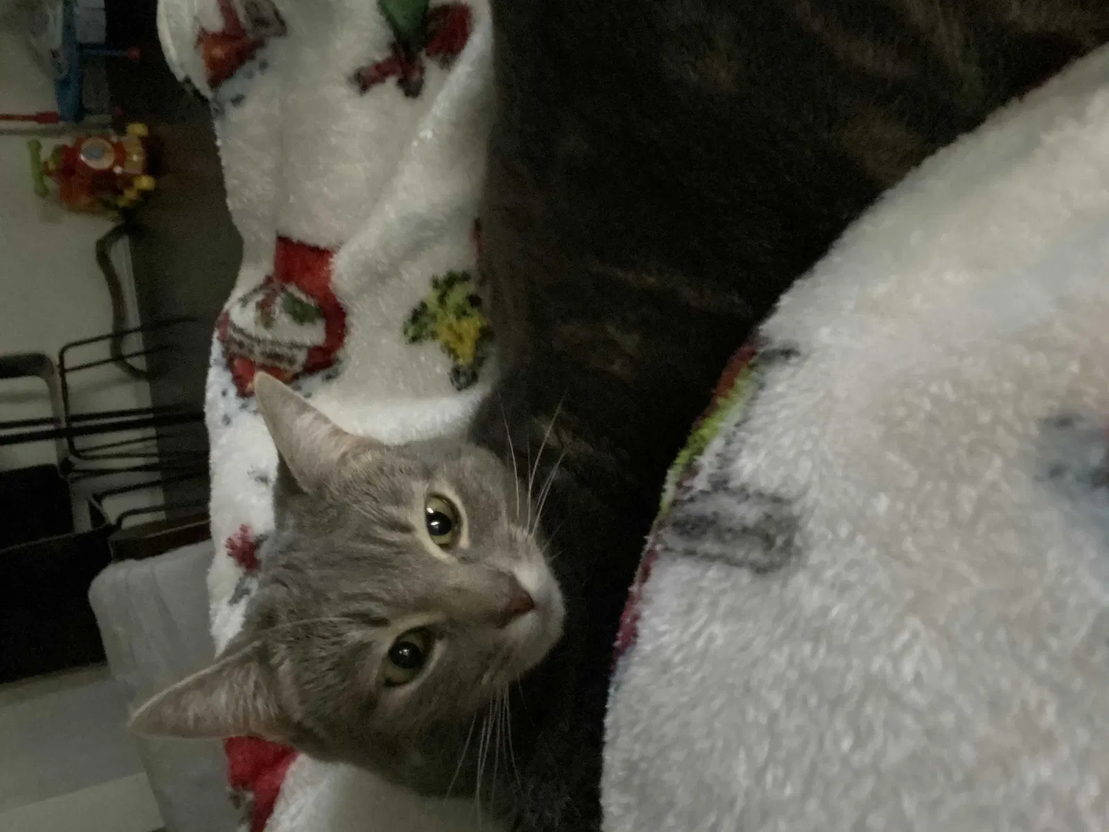 Lost cat in Austin, TX, 78727