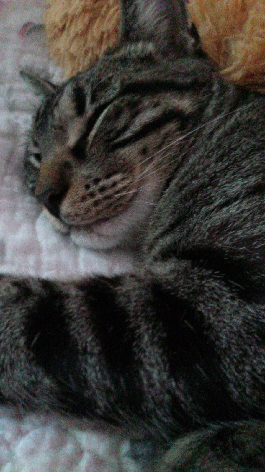 Lost cat in Plano, TX, 75074