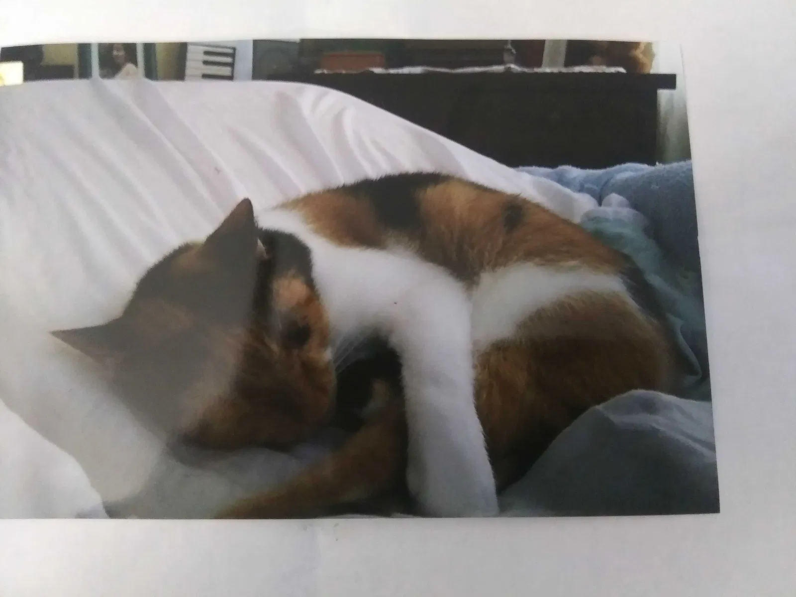 Lost cat in Saint Petersburg, FL, 33716