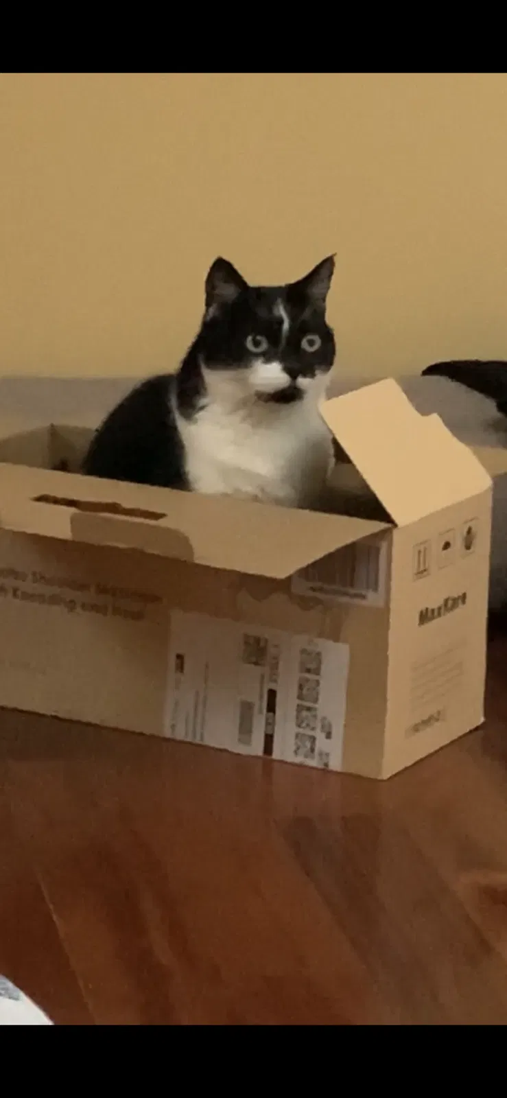 Lost cat in Los Angeles, CA, 90066