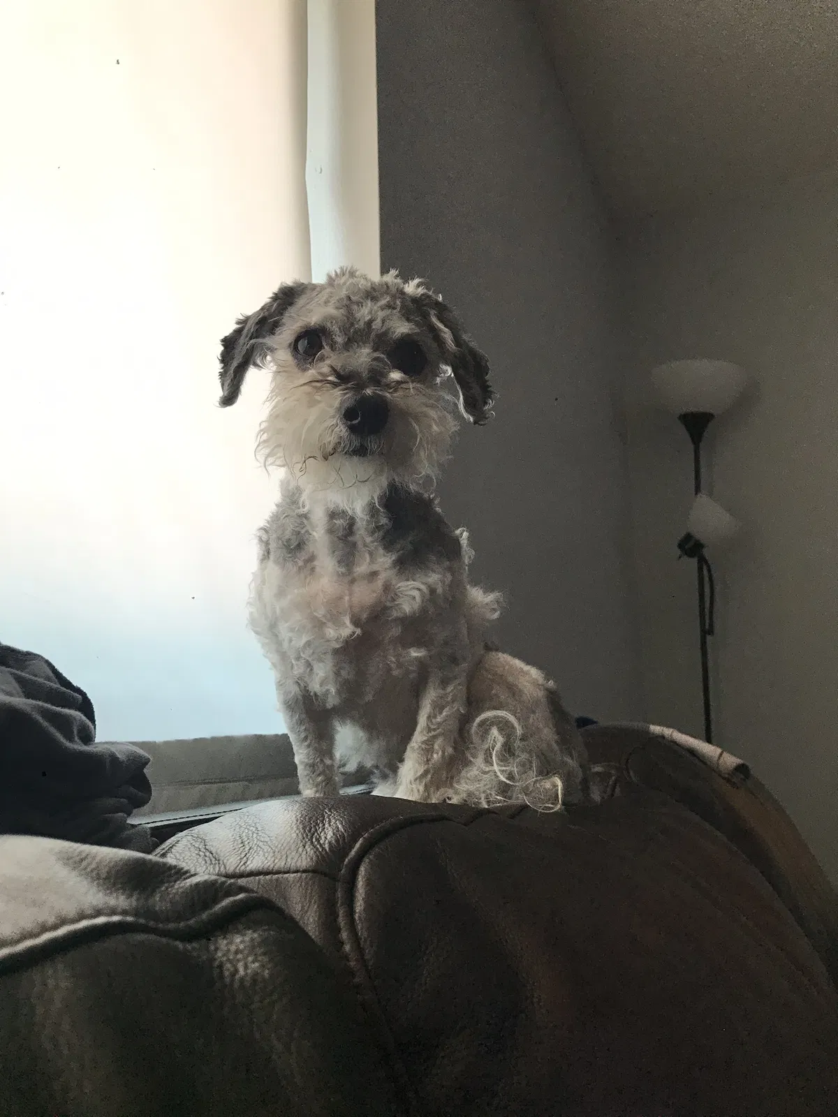 Lost dog in Glendale, AZ, 85301