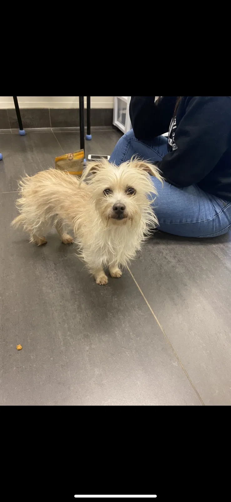 Lost dog in Dallas, TX, 75232