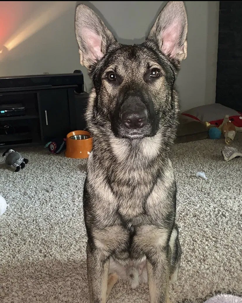 Lost dog in Oklahoma City, OK, 73142
