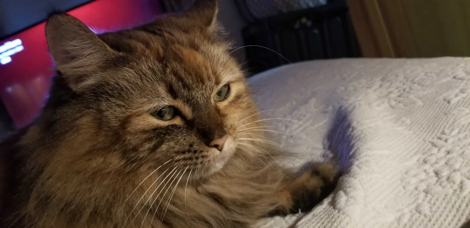 Lost cat in Arlington, TX, 76015