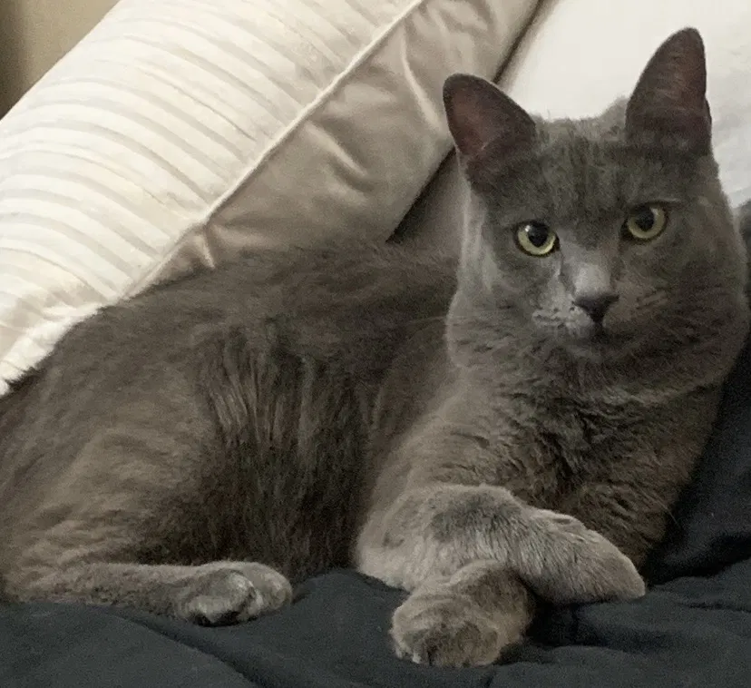 Lost cat in Pomona, CA, 91767