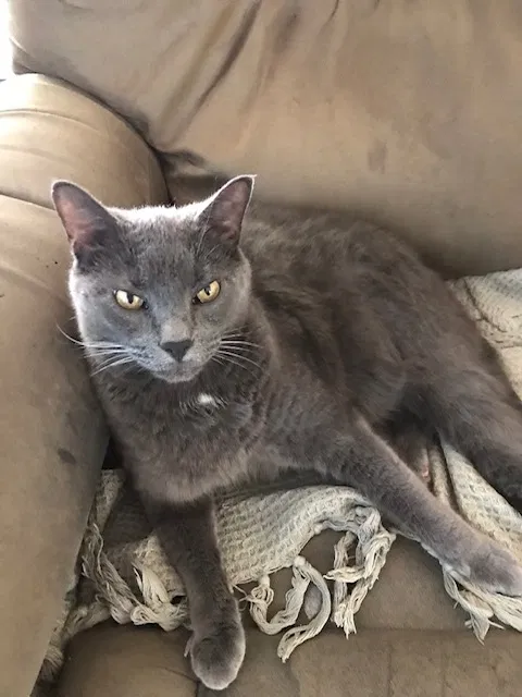 Lost cat in Palm Desert, CA, 92260