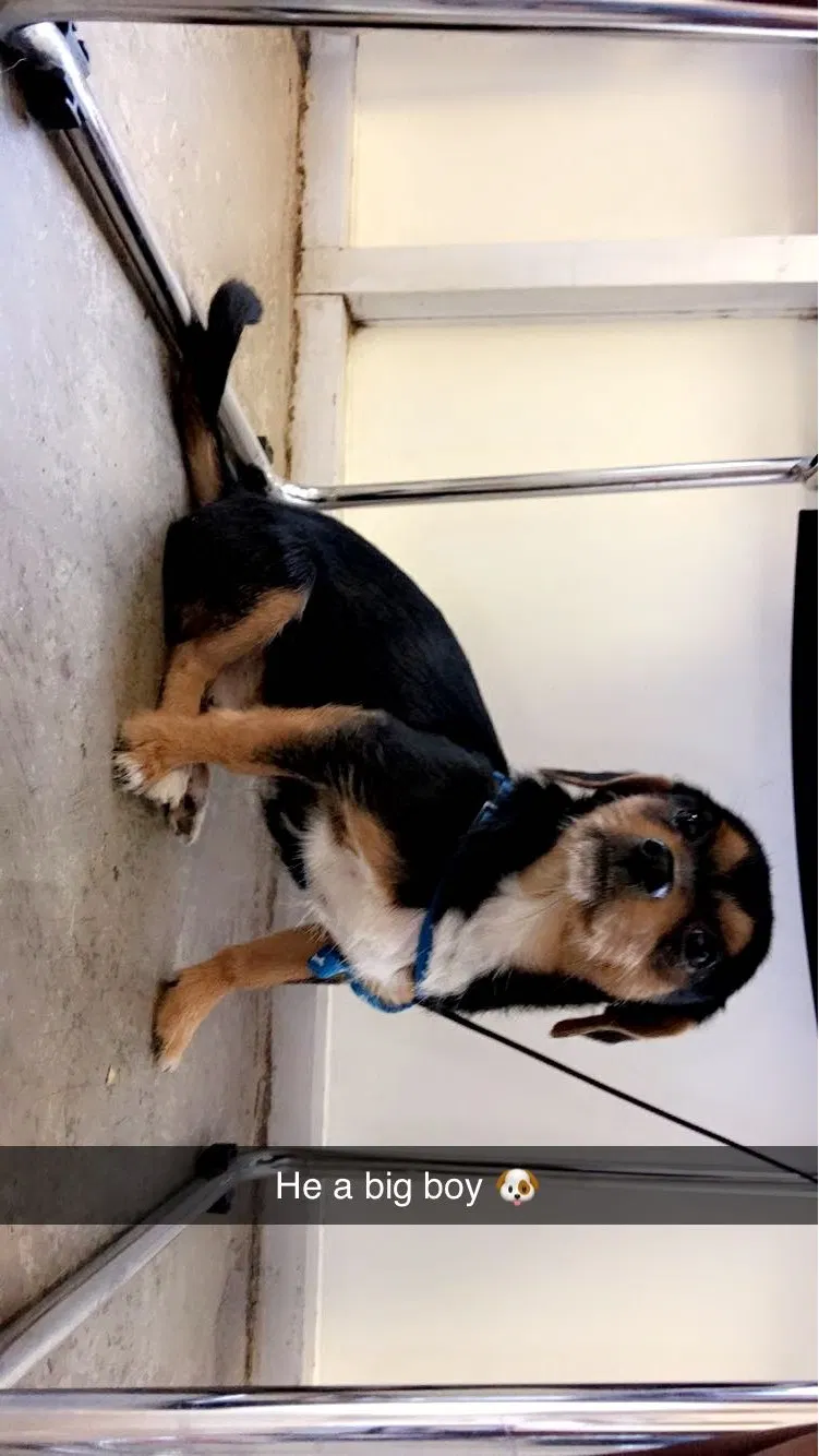 Lost dog in Dallas, TX, 75228