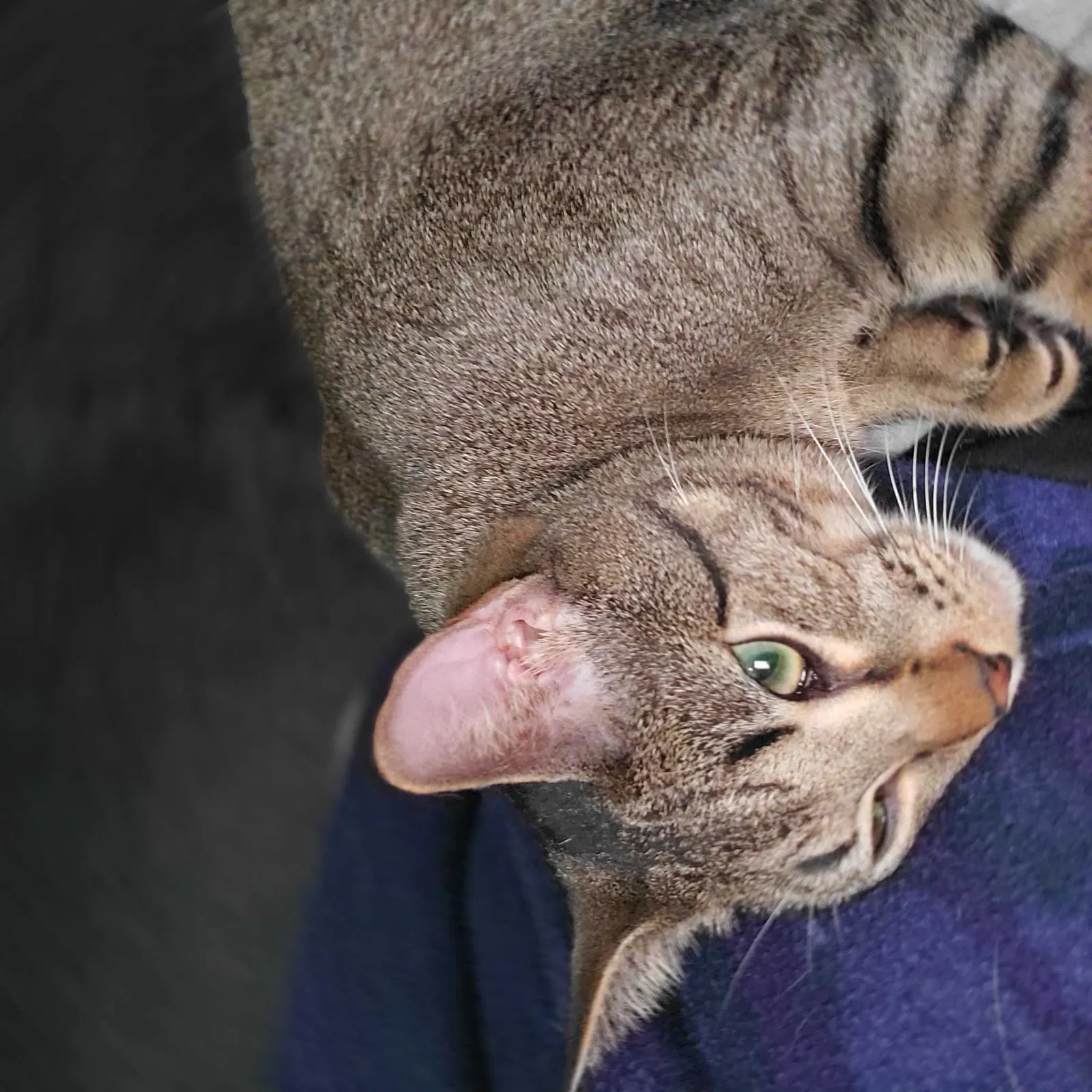 Lost cat in Temple, TX, 76502