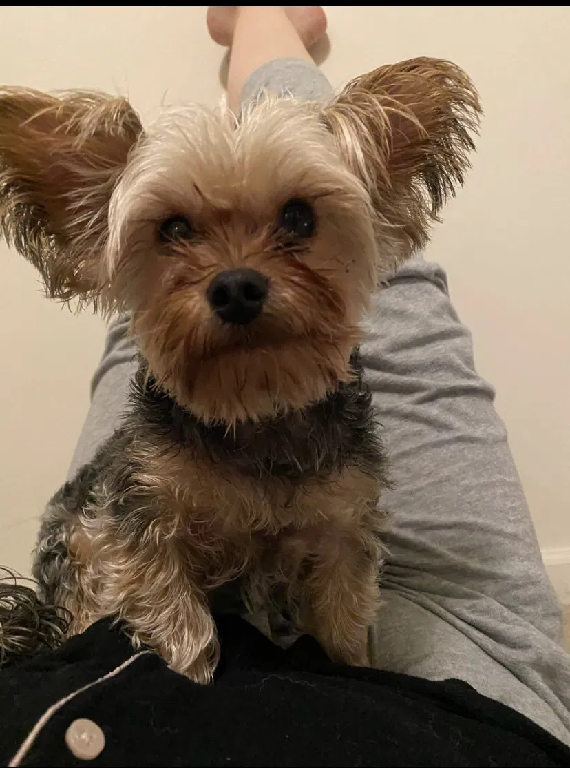 Lost dog in Villa Rica, GA, 30180