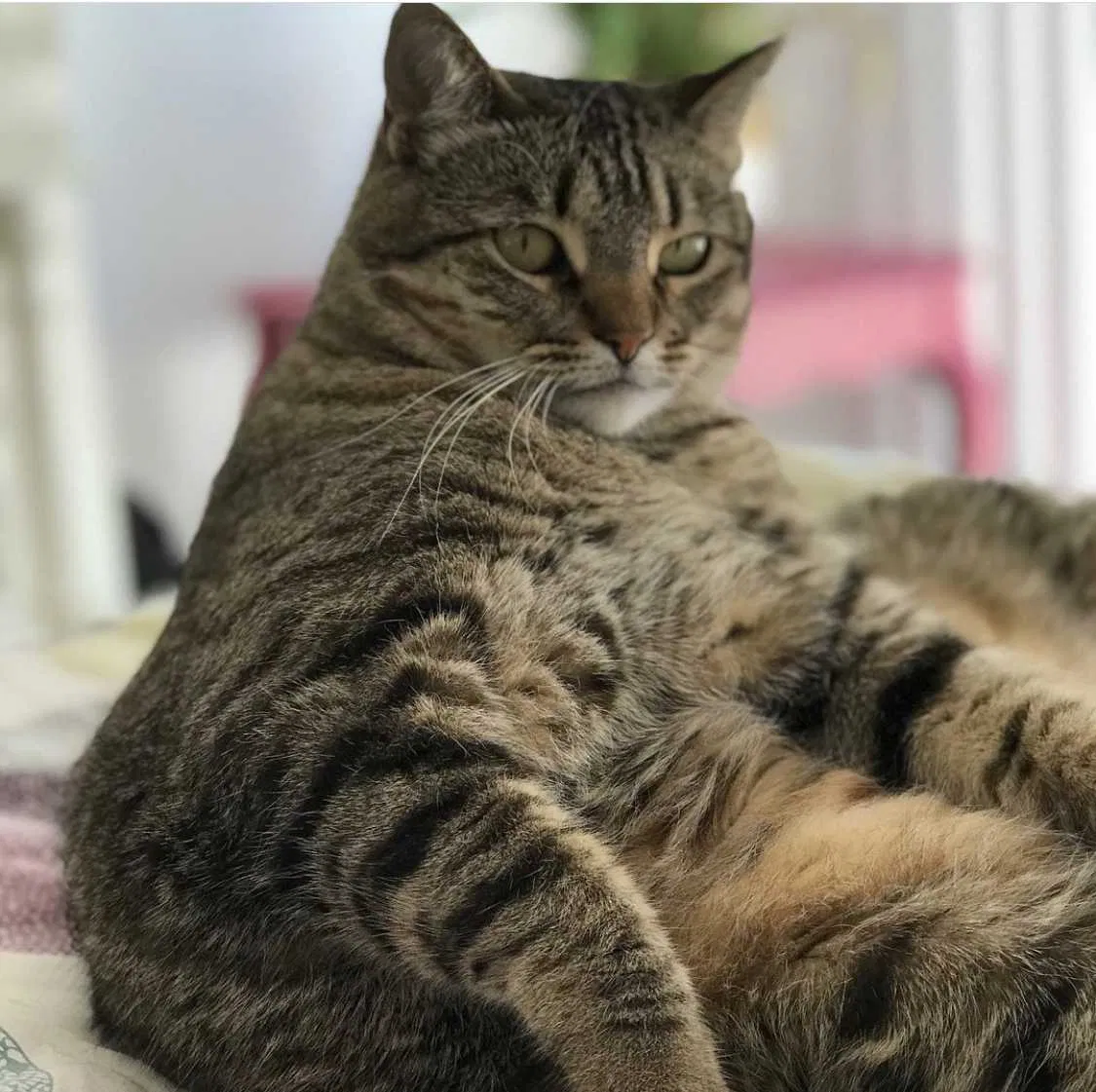 Lost cat in Carlsbad, CA, 92010