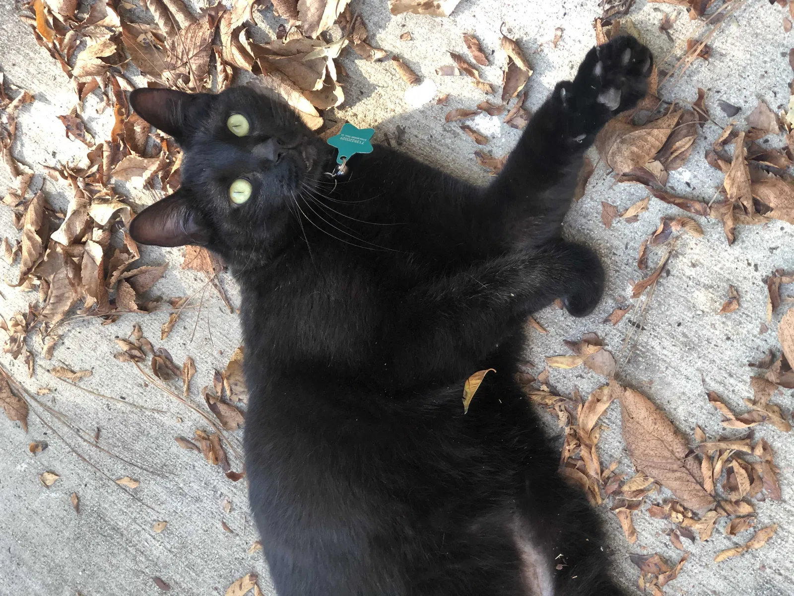 Lost cat in Spring, TX, 77380